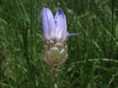 Catananche caerulea
