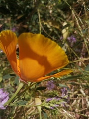 Eschscholzia californica