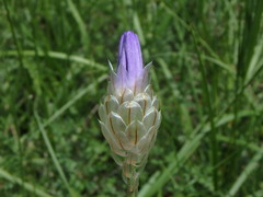 Catananche caerulea