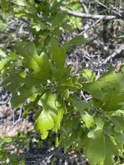Quercus gambelii