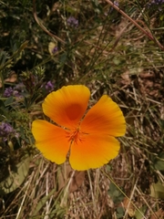 Eschscholzia californica