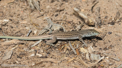 Aspidoscelis neomexicanus