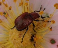 Merhynchites bicolor