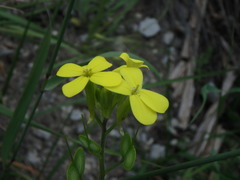 Biscutella cichoriifolia