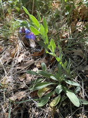 Mertensia lanceolata