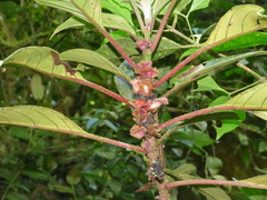 Nematanthus