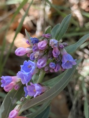 Mertensia lanceolata