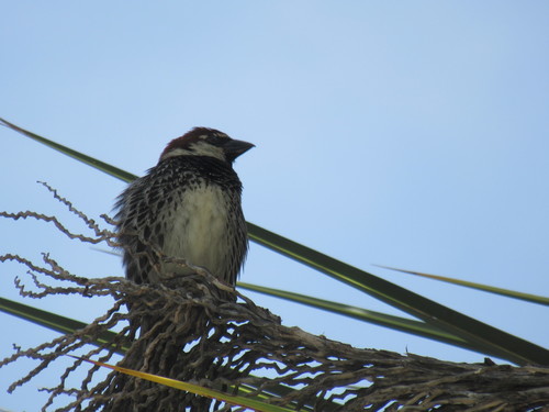 Španjolski vrabac (Passer hispaniolensis)