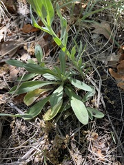 Mertensia lanceolata