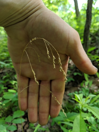 Poa saltuensis ssp. languida