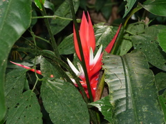 Heliconia angusta