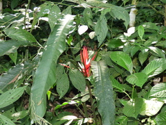 Heliconia angusta