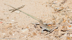 Aspidoscelis neomexicanus