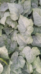 Hedera algeriensis