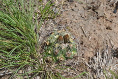 Coryphantha cornifera