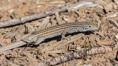 Aspidoscelis neomexicanus