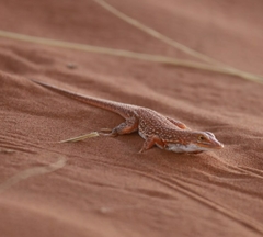Meroles cuneirostris