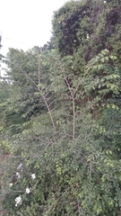 Ulmus minor minor