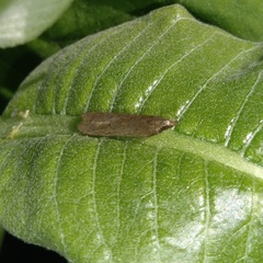 Dichomeris ligulella