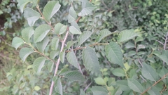 Ulmus minor minor