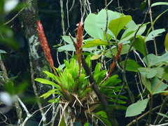 Vriesea taritubensis