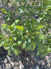 Quercus gambelii