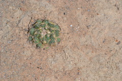 Coryphantha cornifera