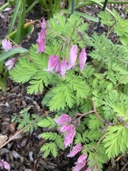 Dicentra eximia