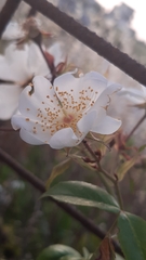 Rosa sempervirens