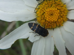 Acmaeoderella flavofasciata