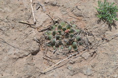 Mammillaria uncinata