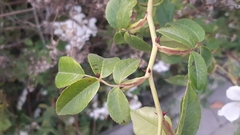 Rosa sempervirens