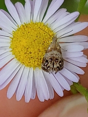 Tebenna gnaphaliella