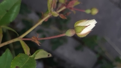 Rosa sempervirens