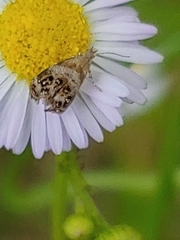 Tebenna gnaphaliella