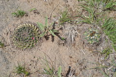 Mammillaria uncinata