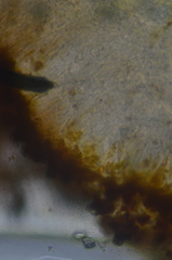 Gyalolechia desertorum