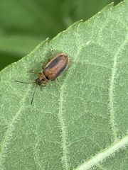 Galerucella calmariensis