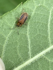 Galerucella calmariensis