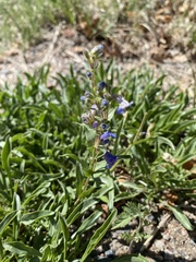 Penstemon virens
