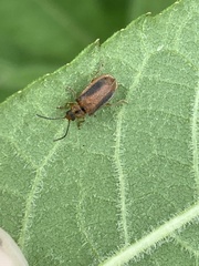 Galerucella calmariensis