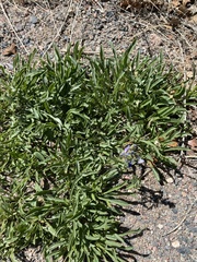 Penstemon virens