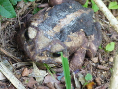 Rhinella icterica