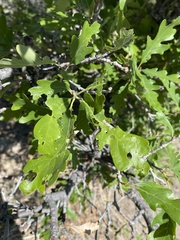 Quercus gambelii