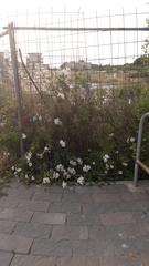 Rosa sempervirens