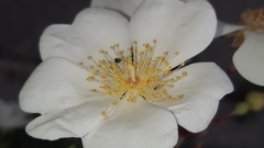 Rosa sempervirens
