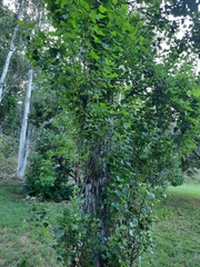 Populus nigra