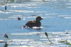 Thalassornis leuconotus