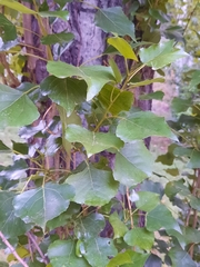 Populus nigra