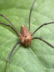 Leiobunum calcar
